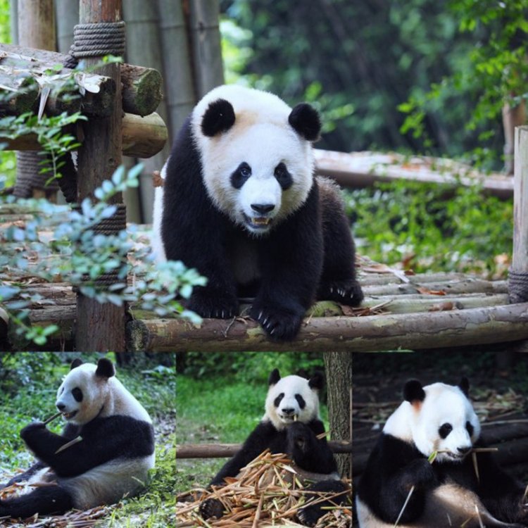 温岭市长屿硐天熊猫乐园：一个独特的自然生态体验