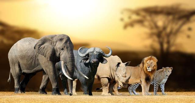 肯尼亚：非洲的野生动物天堂