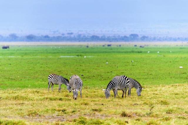 肯尼亚：非洲的野生动物天堂