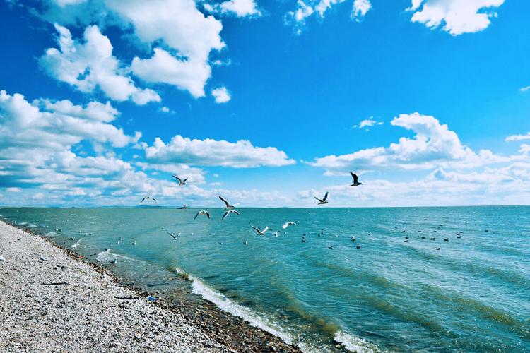 达赉湖：草原之肾，候鸟的天堂
