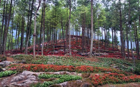 重庆涪陵大木花谷·林下花园景区：四季花海的绝美之旅