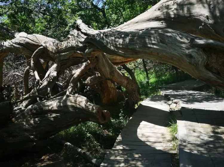 天山神木园：千年古树与奇特景观的奇妙融合